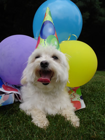 Doggie Day care birthday parties