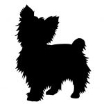 small dog boarding - Yorkies, Poodles, Schnauzers, Chihuahua 