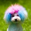 New Grooming Service Coming Soon dogchalking