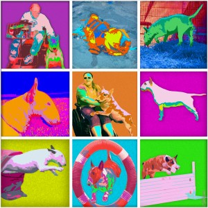 BULLTERRIER_Warhol_2(2)