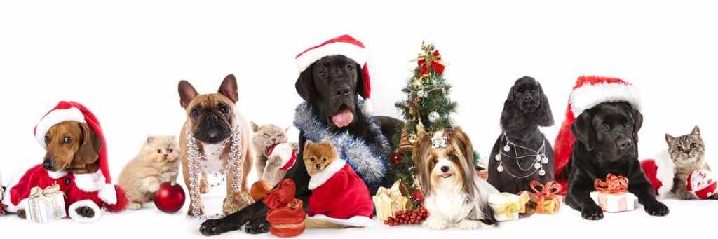 dog and  cat and kitens  wearing a santa hat