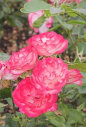 Rose Garden Cremains Burials