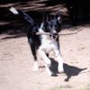 Some fun things dogs and owners experience during our Train & Board program Tobby sure does love to chase after and fetch sticks.
