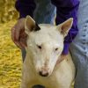 Barn Hunt Nationals 2014 at Purina Farms Simone_HayFace